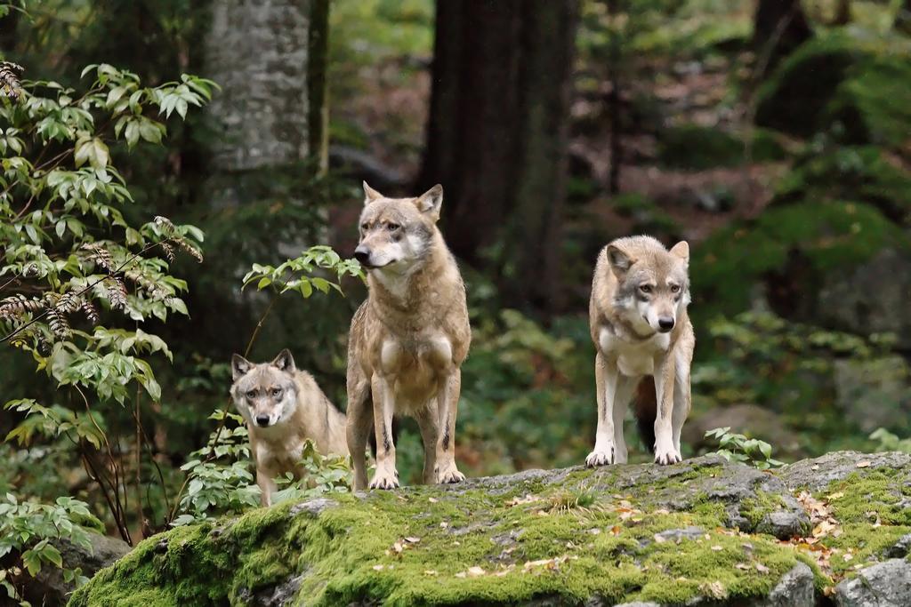Ferienwohnung Im Landhaus Am Nationalpark Ludwigsthal 外观 照片