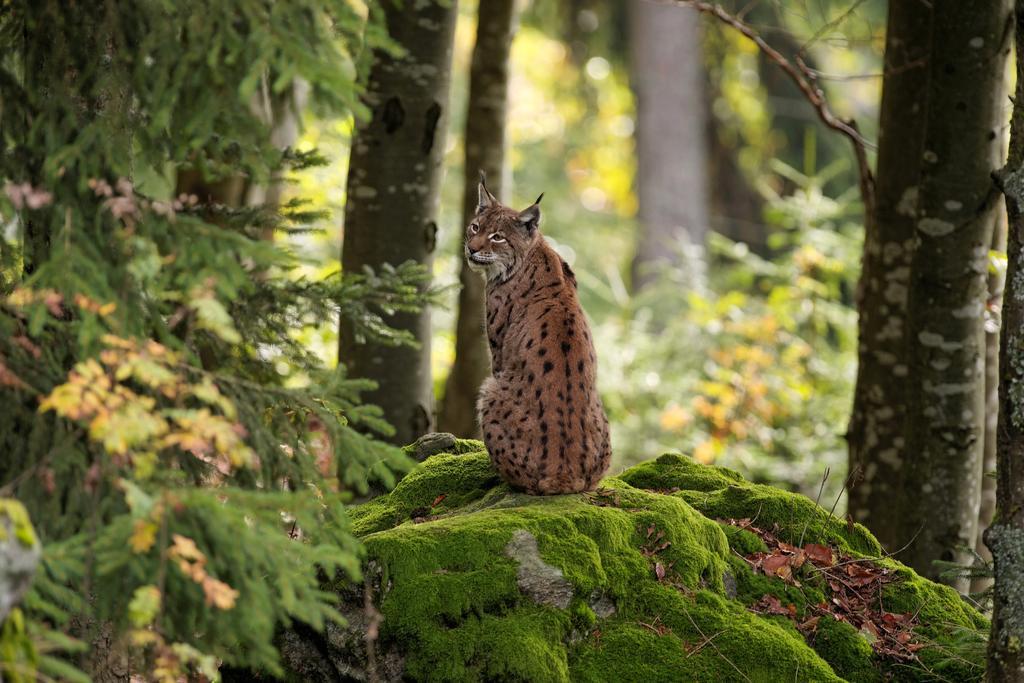Ferienwohnung Im Landhaus Am Nationalpark Ludwigsthal 外观 照片